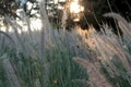 Kans Grass, saccharum spontaneum, White fluffy wild flower. Wild fluffy grass in a forest Royalty Free Stock Photo