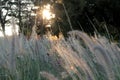 Kans Grass, saccharum spontaneum, White fluffy wild flower. Wild fluffy grass in a forest Royalty Free Stock Photo