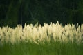 Kans Grass, saccharum spontaneum, White fluffy wild flower
