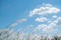 Kans grass , Saccharum spontaneum in the wind Royalty Free Stock Photo