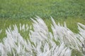 Kans Grass Seeds and Flowers in the Field