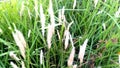 Kans saccharum spontaneum grass