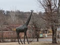 Large Life Size Giraffe Sculpture at KC Zoo