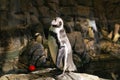 African Penguin Poses