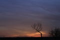 Kansas Sunset with a colorful sky with a tree