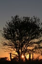 Kansas Sunset with a tree silhouette that`s bright and colorful with the Sun and a fence. Royalty Free Stock Photo