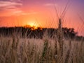 Kansas Wheat in Orange Pink Sunset Landscape