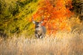 Kansas Whitetail Buck on a warm Autumn morning sunrise. Royalty Free Stock Photo