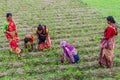 KANTANAGAR, BANGLADESH - NOVEMBER 8, 2016: Peasant family on a field in Kantanagar near Dinajpur, Banglade