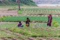 KANTANAGAR, BANGLADESH - NOVEMBER 8, 2016: Peasant family on a field in Kantanagar near Dinajpur, Banglade