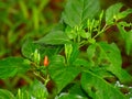 Kanthari Chili - Capsicum Frutescence - A Pungent variety of Bird`s Eye Chili in Kerala, India