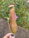 Kantong semar is Carnivora plant indonesia