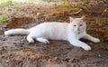 Kao manee cat,Thai white cat with two color of eyes Royalty Free Stock Photo