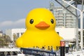 Iconic Giant Rubber Duck afloat in Kaohsiung\'s Love River Bay