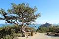 A tree and Kapchik cape in Novyi Svit town, Crimea Royalty Free Stock Photo