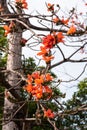 The kapok trees bloom with red flowers spring. Royalty Free Stock Photo