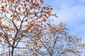 The kapok trees bloom with red flowers spring. Royalty Free Stock Photo