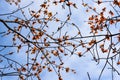 The kapok trees bloom with red flowers spring. Royalty Free Stock Photo