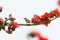 Kapok blossom ,bird