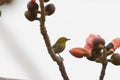 Kapok blossom ,a bird