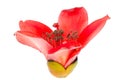 Kapok blossom bombax ceiba flower Royalty Free Stock Photo