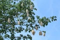 Kapok cotton fruit on the tree branch