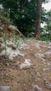 Kapok cotton on the ground in the forest
