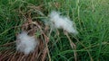 Kapok cotton lying on the grass and hay