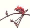 Kapok cotton tree flower Bird