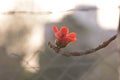 Kapok cotton tree flower