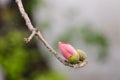 Kapok flower bud