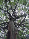 Kapok kapok or kapok is a tropical tree belonging to the order Malvales and the family Malvaceae