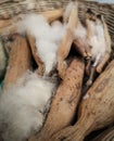 Kapok Seed Pods, Ceiba pentandra or white silk cotton