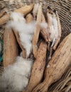 Kapok Seed Pods, Ceiba pentandra or white silk cotton