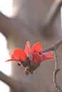 Kapok Silk cotton tree flower couple