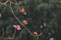 Kapok Silk cotton tree flower