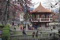 Kapok tree blossom