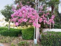 Kapok tree blossoming in the city