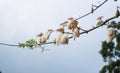 kapok tree with blue sky background