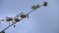 kapok tree with blue sky footage