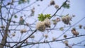 kapok tree with blue sky footage