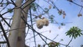 kapok tree with blue sky footage