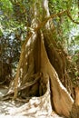 Beautiful large kapok tree lat. Ceiba pentandra