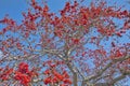 Kapok Tree In Full Bloom Background Royalty Free Stock Photo