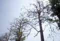 Kapok tree harvesting in Solo, Java, Indonesia.