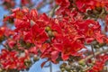 Kapok Tree Red Flower Cluster Royalty Free Stock Photo