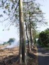 kapok tree on the side of the village road Royalty Free Stock Photo