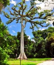 Kapok tree at Tikal, Guatemala Royalty Free Stock Photo