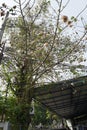 Kapok tree is a tropical tree belonging to the order Malvales still found along the road in the city of Semarang 21 September 2022