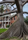 Kapok tree trunk in Floriday Royalty Free Stock Photo